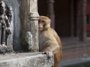 Kathmandu, świątynia Pashupatinath, małpie sprawy.