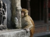 Pashupatinath, świątynne małpy.