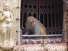 Kathmandu, Swayambhu, małpie rozrabiactwa.