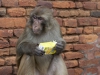 Kathmandu, Swayambhu, małpie rozrabiactwa.