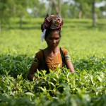 Kobieta zbierająca herbatę.