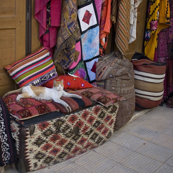 Damaszek, dzielnica chrześcijańska. Miau.