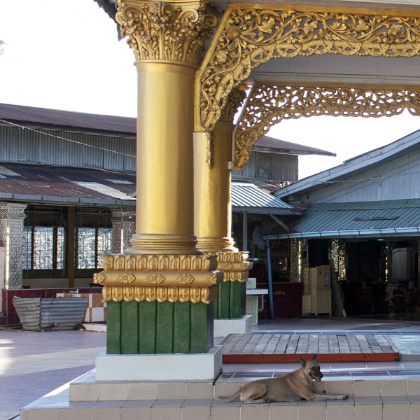 Pies również ma naturę Buddy.