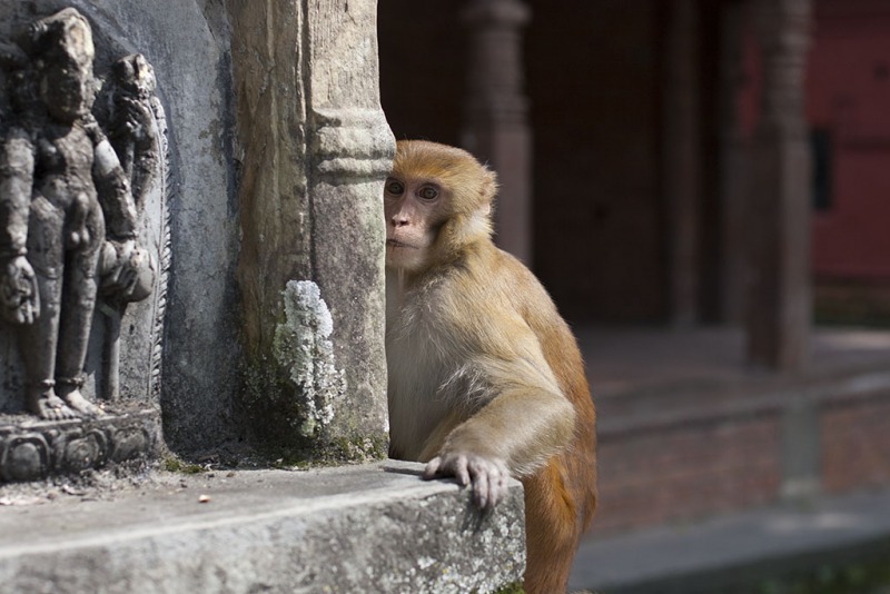 Kathmandu, świątynia Pashupatinath, małpie sprawy.