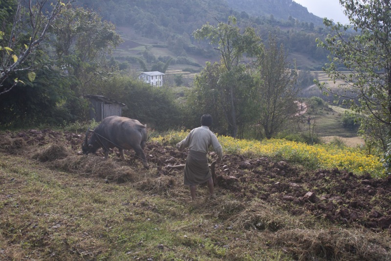 Poranne oranie wołkiem.