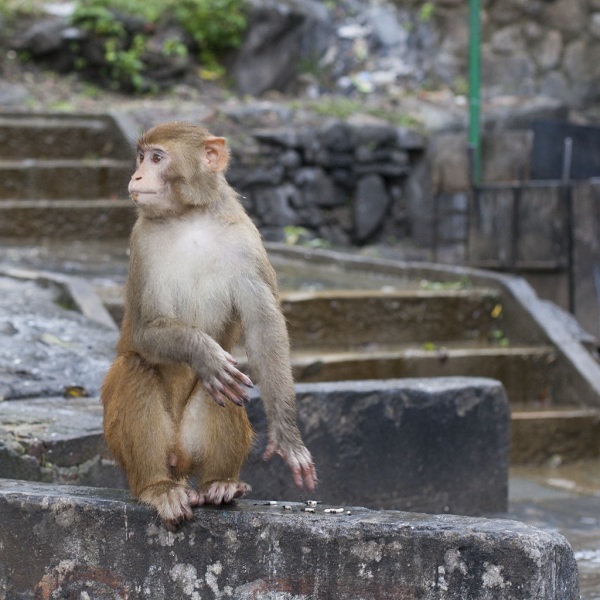 Kathmandu, Swayambhu, młodsi bracia w ewolucji.