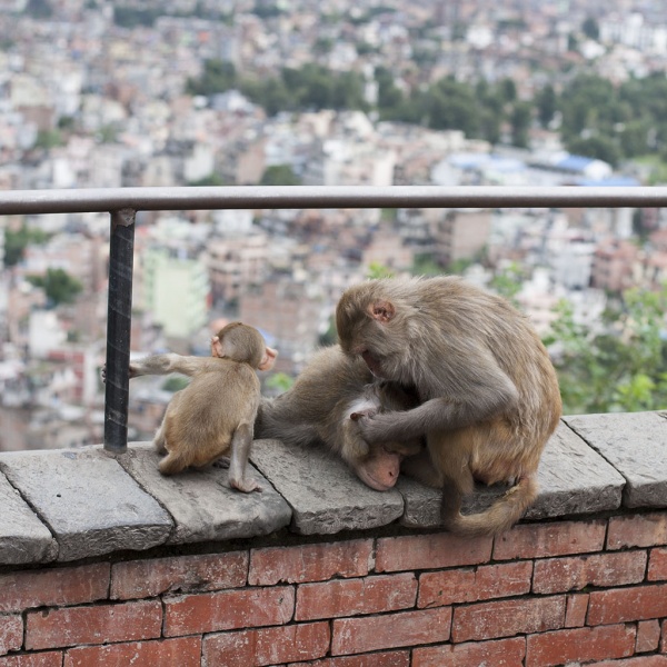 Kathmandu, Swayambhu, małpie igraszki. W tle miasto.