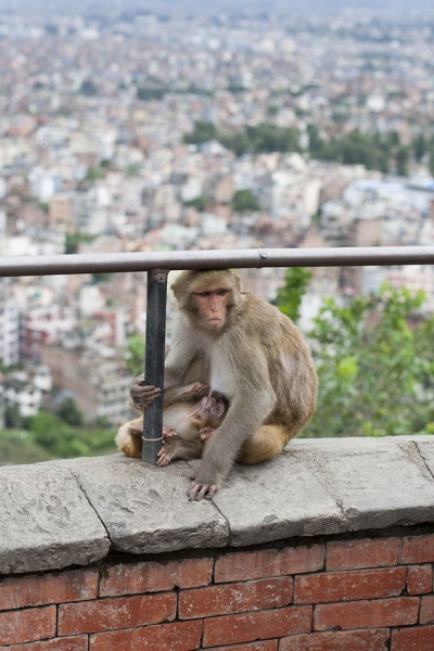 Kathmandu, Swayambhu, małpa duża i małpa mała. W tle miasto.