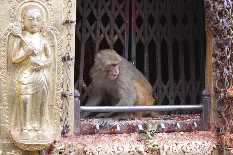 Kathmandu, Swayambhu, małpie rozrabiactwa.