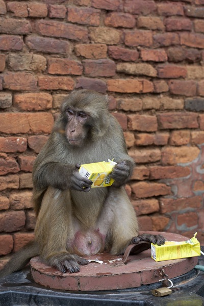 Kathmandu, Swayambhu, małpie rozrabiactwa.