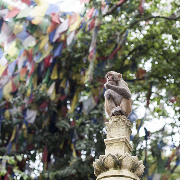 Kathmandu, Swayambhu, szczyt świątynnego łańcucha pokarmowego.