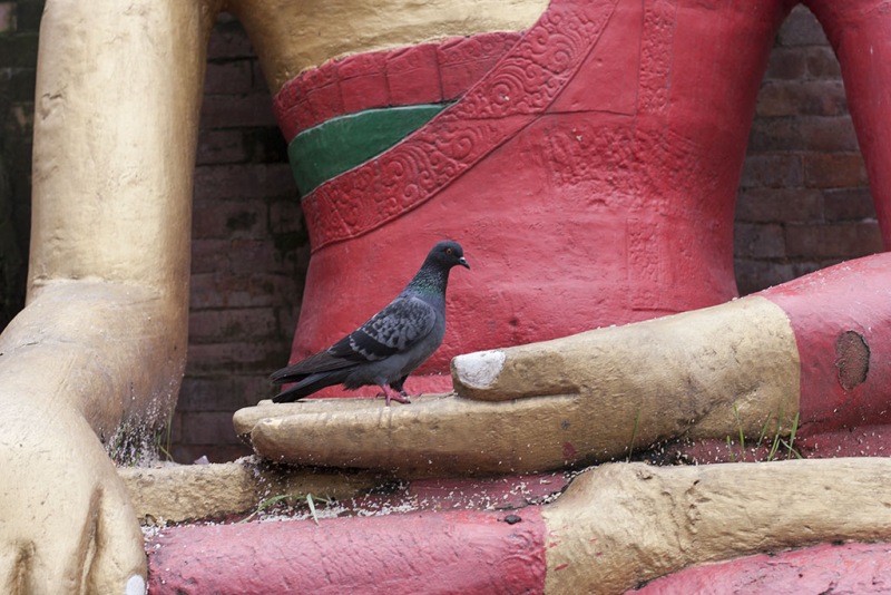 Kathmandu, Swayambhu, gołąb na dłoni figury Buddy.