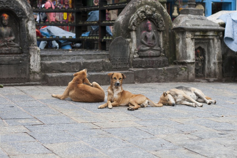 Kathmandu, Swayambhu, świątynne psy.