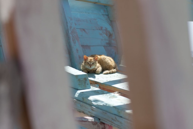 Niezbędnym wyposażeniem każdej stoczni jest kot!
